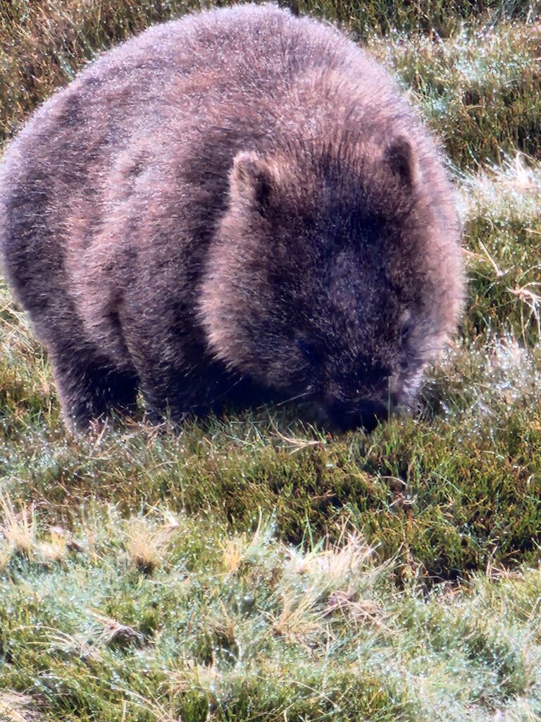 Wombat Cradle Mountain Tackling Tasmania